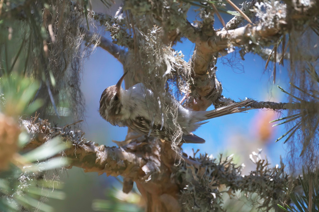 Eurasian Treecreeper